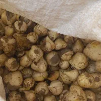 موسیرکوهی