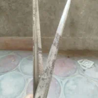 دوکارد گوسفند