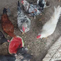 خروس