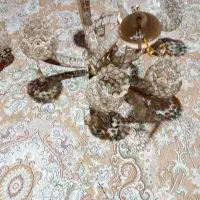 لوسترنوهنوزاستفاده نشده