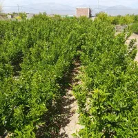 نارنگی|گل و گیاه طبیعی|عنبرآباد, |دیوار