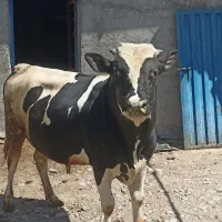 گوساله نر گوشتی وتخمی