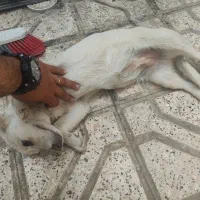 سگ پاکوتاه روباهی