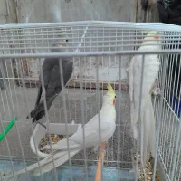 عروس هلندی نر