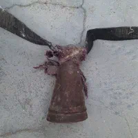 زنگوله گوسفند