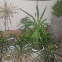 ۹ عدد گل و گلدان آپارتمانی