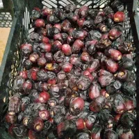 خرمای تازه بلوچستان