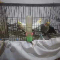 عروس هلندی