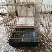 قفس عروس