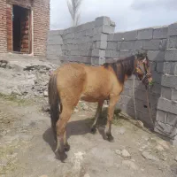 اسبمادیان۲سالهتازهسواریمیده