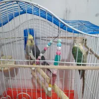 پرنده عروس و طوطی گرینچیک