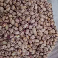 لوبیا چیتی درجه ۱