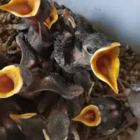 جوجه مینا افغان دهن باز کن