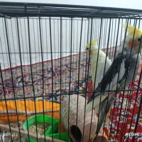 عروس هلندی یک جفت نرو ماده و یک مرغ عشق