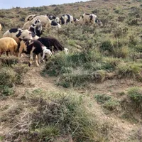 میش بره