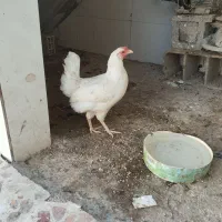 مرغ