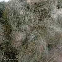 یونجه چین اول