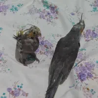 جوجه عروس هلندی پرنده