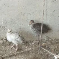 جوجه بوقلمون