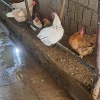 مرغ و خروس محلی