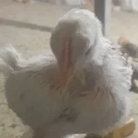 امپراتور برهما یک روزه یک ماه