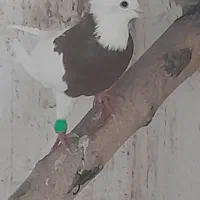 فروش ۳تاطوقی