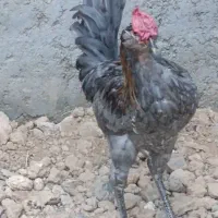 فروش خروس گلین جوان