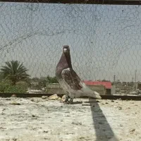 کبوتر