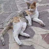 واگذاری گربه