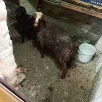 بره نر گوشتی و نژاددار