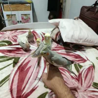 عروس هلندی باجوجه