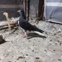 کبوتر ارزان