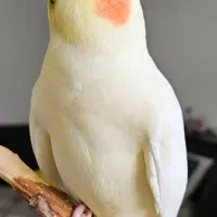 یک جفت عروس هلندی