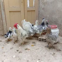 تخم گلین پنگوینی و طوسی