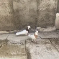 نر طوقی و جوجه طوقی
