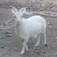 بز سانن