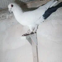دم سیا