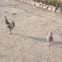 مرغ و خروس گلین،