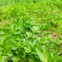 سبزی قورمه
