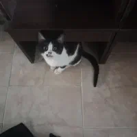 واگذاری گربه Dsh