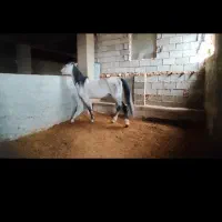 خرید و فروش اسب بارکش
