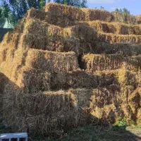 یونجه درجه یک چین اول