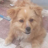 سگ باهوش پاکوتاه پامر