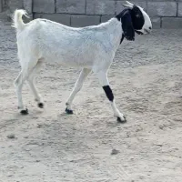 بزپاکستانی دوقلوزا