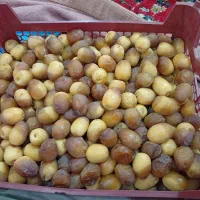 خارک و رطب برحی