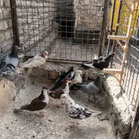کفتر صید