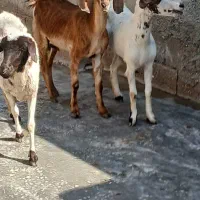 کهره وبره گوشتی  برای ماه مبارک رمضان