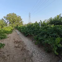 باغ-میوه-سرحال-سند-دار