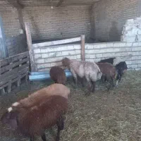 ۵ عدد بره گوشتی قیمت فقط ۶۰۰