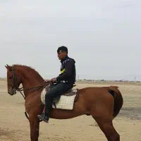 اسب نریان کرد کره آهو حاجی بابایی